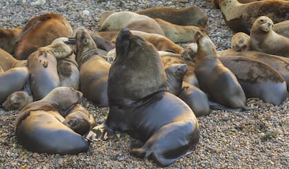 Lobos marinos de un pelo