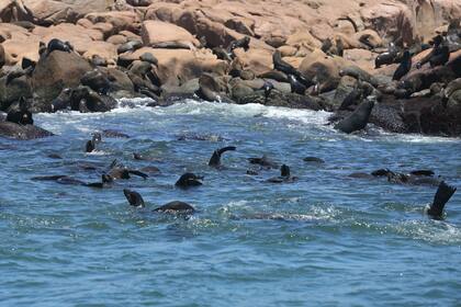Lobos marinos en Punta