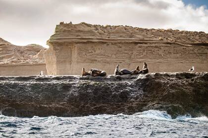 Lobos Marinos en Chubut.