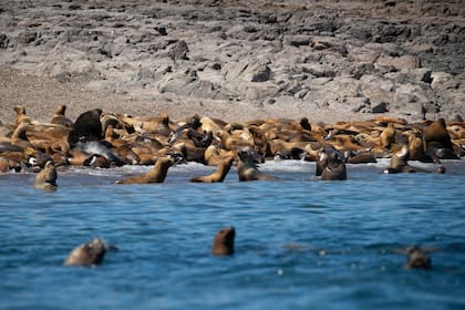 Lobos marinos en el Portal Isla Leones.