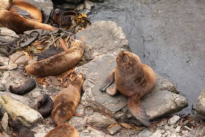 Lobos marinos en la costa de la isla Sea Lion, a 20 minutos de vuelo desde Puerto Argentino.