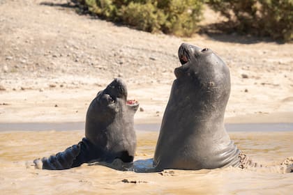 Lobos marinos en las zonas costeras de la estancia
