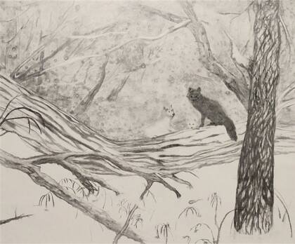 Lobos, Viviana Blanco, carbonilla sobre papel