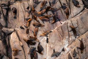 Lobos y leones marinos en Cabo Polonio.