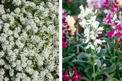 Lobularia marítima y Matthiola incana, dos especies que aportan fragancia a los espacios exteriores.