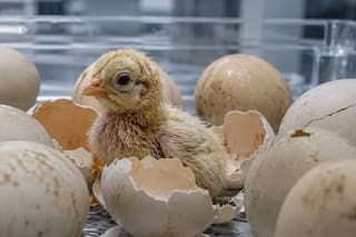Una empresa asegura que logró hacer nacer pollitos de huevos artificiales y abre la puerta a revivir especies extintas