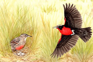 Cómo la ganadería sustentable y la energía eólica responsable podrían salvarla de su extinción