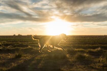 Lola, la madre de los cachorros que Germán está adiestrando, parece ser la iniciador de un linaje de futuros buscadores.