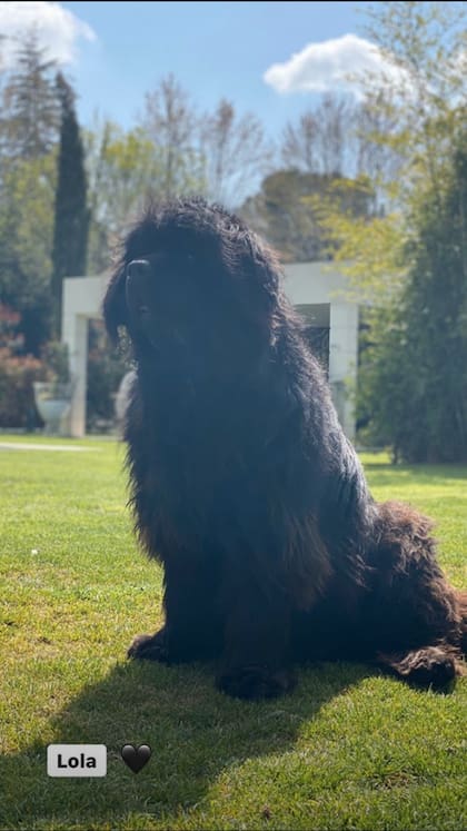 Lola, una de las perras del futbolista brasileño