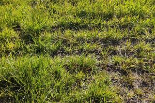 Alerta roja en Entre Ríos: reportan resistencia en raigrás a graminicidas