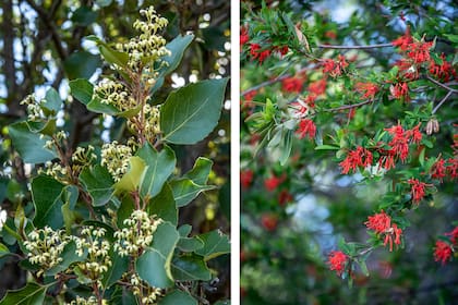 Lomatia hirsuta (izq.) y Embothrium coccineum (der.), dos habitantes del bosque