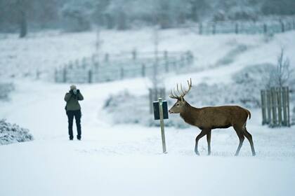 Un ciervo camina por la nieve en Richmond Park, en el suroeste de Londres, el lunes 12 de diciembre de 2022. 