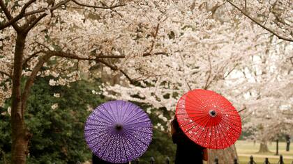 Look japonés en las que visitan los cerezos en Washington