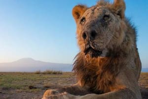 La cruel muerte de Loonkiito, uno de los leones más viejos del mundo