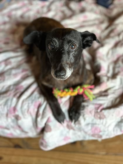 López llegó al refugio con el "combo" del abandono.