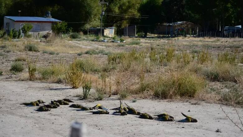 Loros muertos