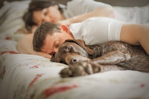 Los tres motivos por los que no deberías dormir con tu mascota, según la ciencia
