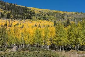 Los 47.000 árboles que conforman Pando están conectados por un sistema de raíces y son idénticos genéticamente