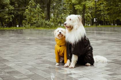 Los abrigos para los perros son una gran opción (Foto Pexels)