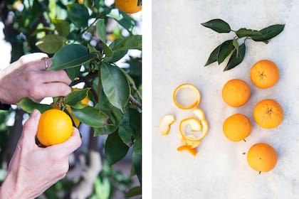 Los aceites contenidos en la cáscara de la naranja aportan vitaminas (C, A, B5 y B6) y también contienen minerales como el calcio, hierro, magnesio, cobre, zinc, potasio y fósforo