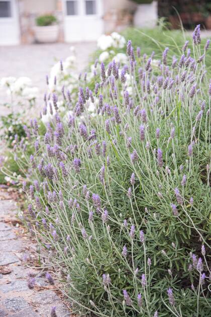 Los aceites esenciales de la lavanda se liberan con el roce