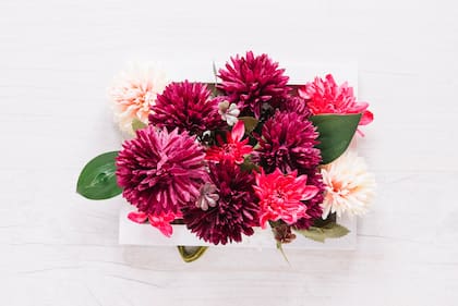 Los aceites naturales del crisantemos son usados como insecticidas, conocidos como piretro