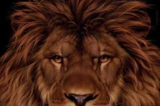 Desafío visual: encontrá al ratón en la cara del león en menos de 10 segundos