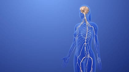 Los ácidos grasos omega-3 y omega-6 resultan esenciales para el sistema nervioso central