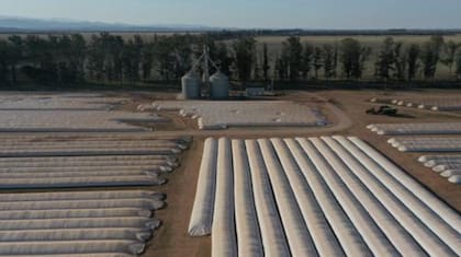 Los acopiadores exigen igualdad de condiciones para competir