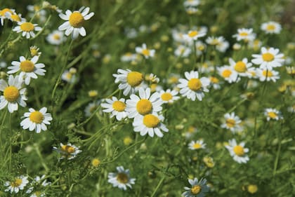 Los activos de la manzanilla son tranquilizantes y actúan con eficacia sobre el sistema nervioso.