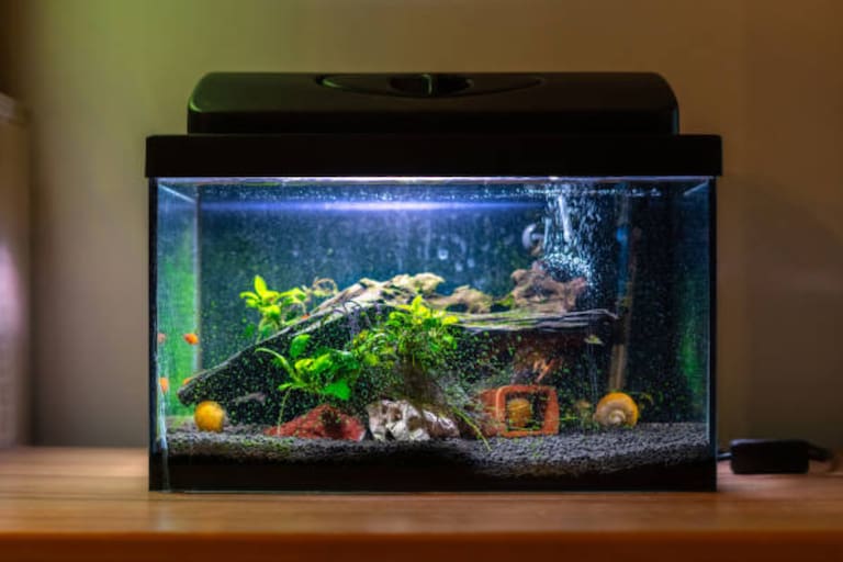 Cómo armar el primer acuario en casa. Cómo armar el primer acuario en casa.