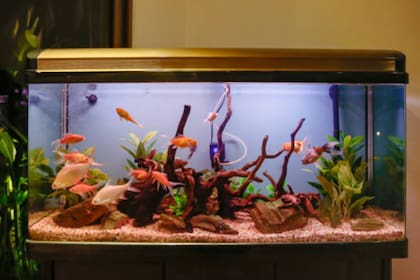 Los acuarios son una fuente artificial para alojar peces (Foto Pexels)