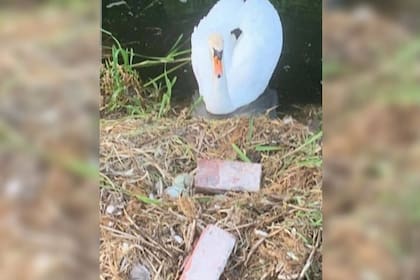 Los adolescentes rompieron el nido y tres de los seis huevos a ladrillazos, lo que fue el principio del fin de la hembra cisne, según los conservacionistas