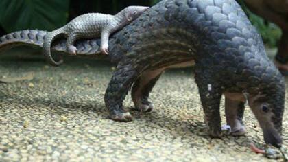 Los adultos llevan a sus crías en la cola foto