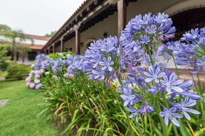 Los agapantos florecen solo una vez en primavera