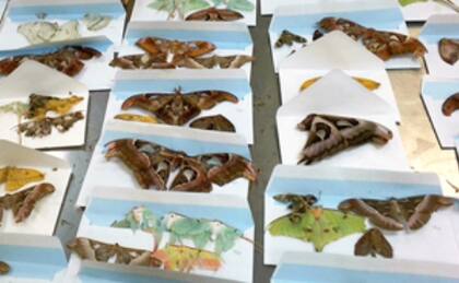 Los agentes de la CBP entregaron los especímenes detectados al Servicio de Pesca y Vida Silvestre de EE.UU.