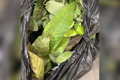 Los agentes de la CBP incautaron hojas frescas de diversas frutas