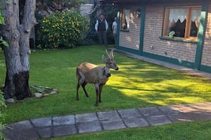 Un huemul joven sorprendió a una ciudad turística y activó un protocolo de emergencia