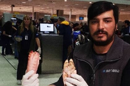 El momento de la detección de las patas de cerdo en el aeropuerto de Ezeiza