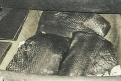 Los agentes federales hallaron 31 kilos de fentanilo en su vehículo