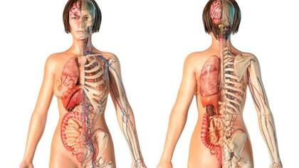 Los ageotipos no son excluyentes: una persona podría ser clasificada dentro de dos o más ageotipos