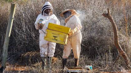 Los agricultores buscan frenar el avance de los elefantes sobre sus tierras con las abejas.