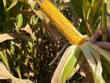 Los agricultores del cinturón agrícola del Medio Oeste de Estados Unidos cultivan maíz y soja