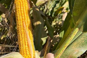 Los farmers ponen el foco en el maíz y hacen una alerta por la soja