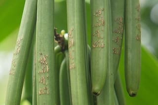 El codiciado sabor que desencadenó una espiral de violencia en Madagascar