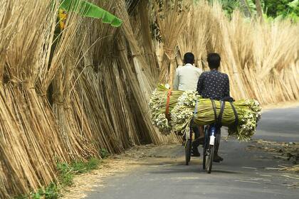 Los agricultores llevan en una bicicleta racimos de nenúfares para vender, en el distrito de North Twenty Four Parganas, en las afueras de Calcuta el 7 de septiembre de 2020