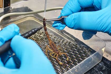 Los alacranes fueron noticia