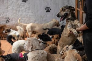 Los albergues de animales son el sitio clave para adoptar