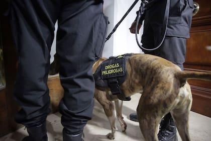La Armada señaló que el perro que protagonizó el incidente se encuentra en buenas condiciones y que fue sometido a un proceso de reentrenamiento