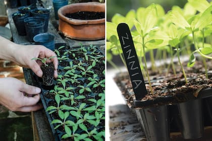 Los almácigos pueden ser plugs, bandejas de germinación o cualquier recipiente reciclado con buen drenaje.